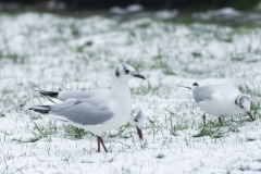 Black-Headed Gulls