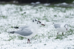 Black-Headed Gulls