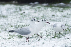 Black-Headed Gulls