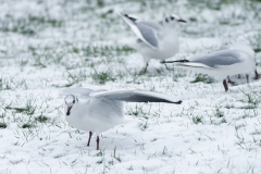 Black-Headed Gulls