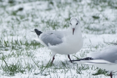 Black-Headed Gulls