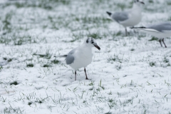 Black-Headed Gulls