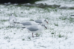 Black-Headed Gulls