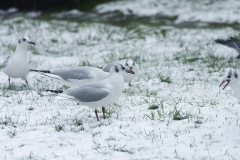 Black-Headed Gulls