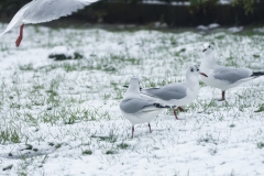 Black-Headed Gulls