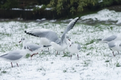 Black-Headed Gulls