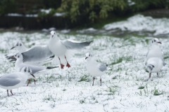 Black-Headed Gulls