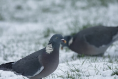 Pigeons