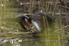 Great Crested Grebe on Nest with Eggs