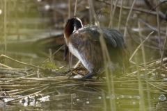 Great Crested Grebe on Nest with Eggs