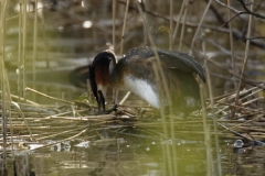 Great Crested Grebe on Nest with Eggs