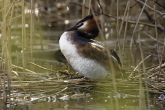 Great Crested Grebe on Nest with Eggs