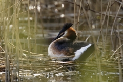 Great Crested Grebe on Nest with Eggs