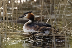 Great Crested Grebe on Nest with Eggs