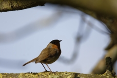 Robin Side View in Shade