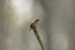 Wren Front View on Branch