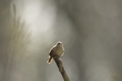 Wren Front View on Branch