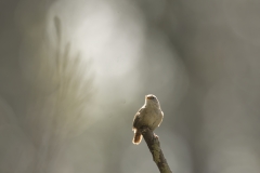 Wren Front View on Branch