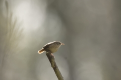 Wren Side View on Branch