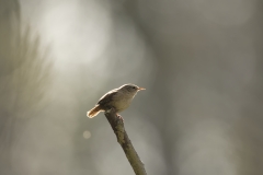 Wren Side View on Branch