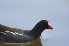 Moorhen Side View on River