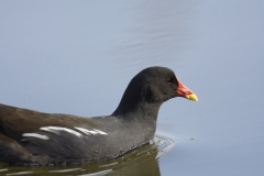 Moorhen Side View on River