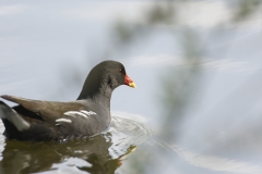 Moorhen Side View on River