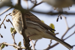 Female Reed Bunting Side View on Branch