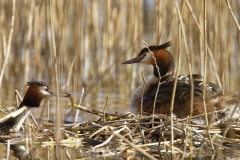 Great Crested Grebe on Nest with Three little Chicks