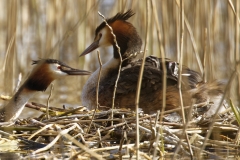 Great Crested Grebe on Nest with Three little Chicks