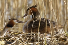 Great Crested Grebe on Nest with Three little Chicks