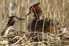 Great Crested Grebe on Nest with Three little Chicks