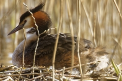 Great Crested Grebe on Nest with Three little Chicks