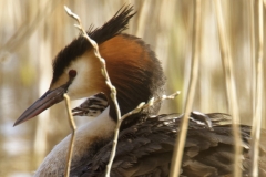 Great Crested Grebe on Nest with Three little Chicks