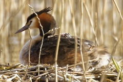 Great Crested Grebe on Nest with Three little Chicks