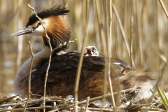 Great Crested Grebe on Nest with Three little Chicks