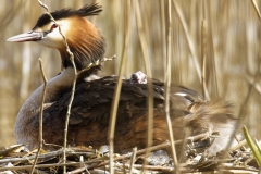 Great Crested Grebe on Nest with Three little Chicks