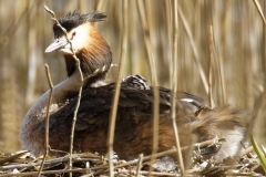 Great Crested Grebe on Nest with Three little Chicks