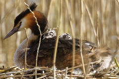 Great Crested Grebe on Nest with Three little Chicks