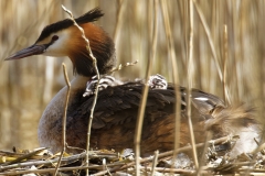 Great Crested Grebe on Nest with Three little Chicks