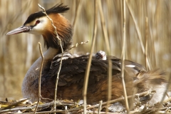 Great Crested Grebe on Nest with Three little Chicks