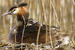 Great Crested Grebe on Nest with Three little Chicks