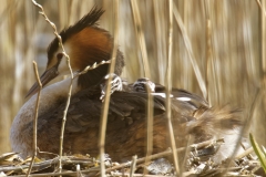 Great Crested Grebe on Nest with Three little Chicks