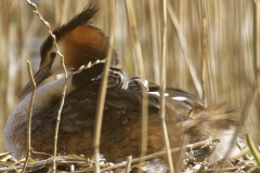 Great Crested Grebe on Nest with Three little Chicks