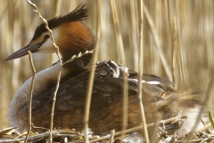 Great Crested Grebe on Nest with Three little Chicks