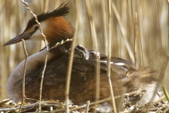 Great Crested Grebe on Nest with Three little Chicks