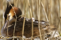 Great Crested Grebe on Nest with Three little Chicks