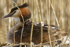 Great Crested Grebe on Nest with Three little Chicks