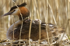 Great Crested Grebe on Nest with Three little Chicks