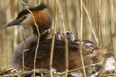 Great Crested Grebe on Nest with Three little Chicks